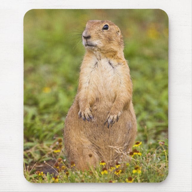 Black-tailed Prairie Dog Cynomys Mouse Pad (Front)