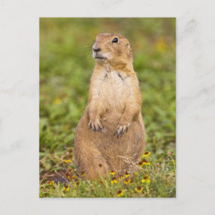 Black-tailed Prairie Dog Cynomys Postcard