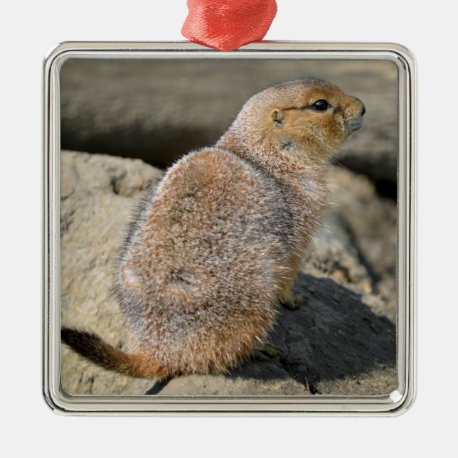 Black-tailed Prairie Dog Metal Tree Decoration (Front)