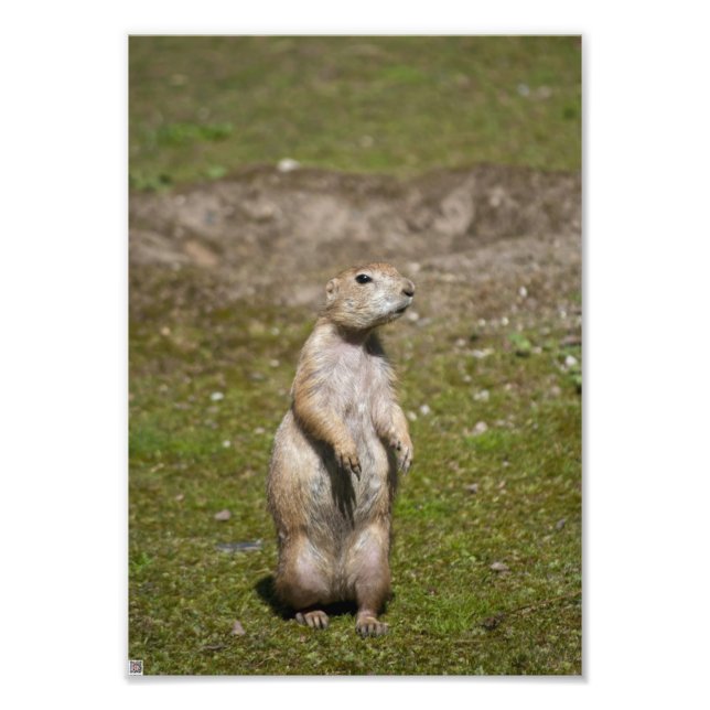 Black-tailed prairie dog photo print (Front)