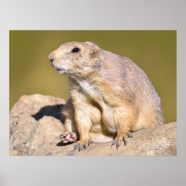 Black-tailed Prairie Dog Poster (Front)