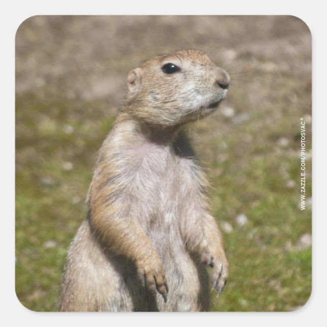 Black-tailed prairie dog square sticker (Front)
