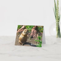 Black-Tailed Prairie Dog