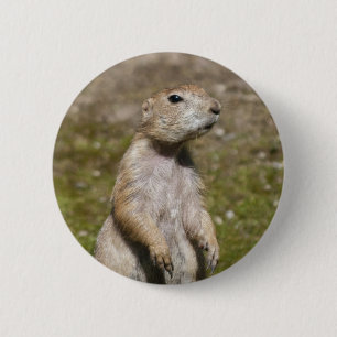 Black-Tailed Prairie Dog Wildlife Photo 6 Cm Round Badge