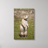 Black-Tailed Prairie Dog Wildlife Photo