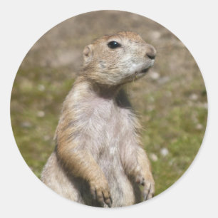 Black-Tailed Prairie Dog Wildlife Photo Classic Round Sticker