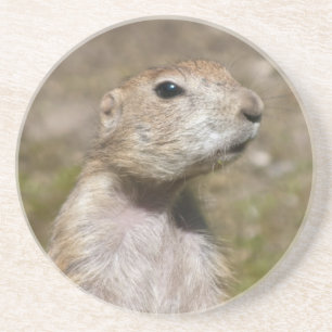 Black-Tailed Prairie Dog Wildlife Photo Coaster
