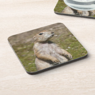 Black-Tailed Prairie Dog Wildlife Photo Coaster