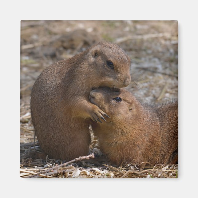 Black-tailed Prairie Dogs Magnet (Front)