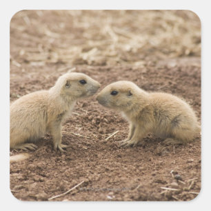 Black Tailed Prarie Marmot Square Sticker