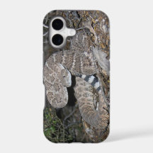 Black-tailed Rattlesnake