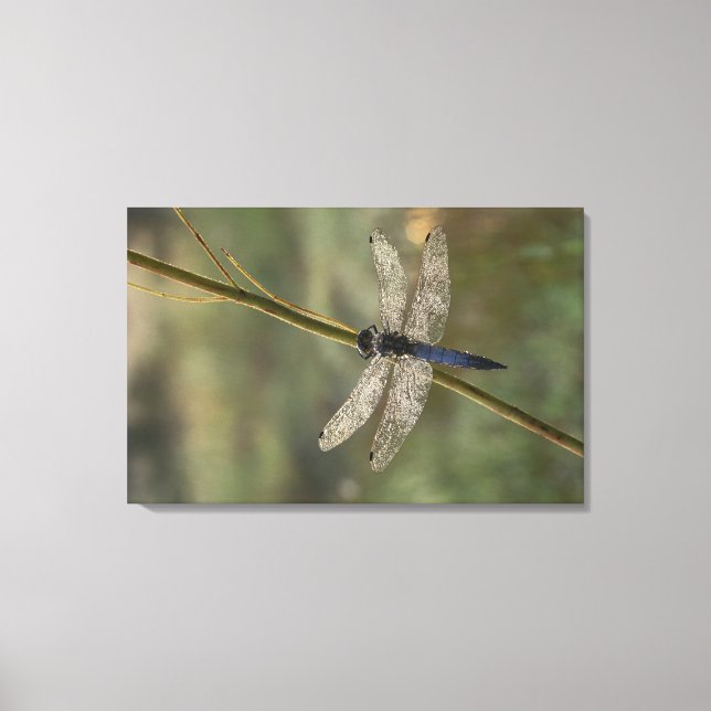 Black-tailed Skimmer Canvas Print (Front)