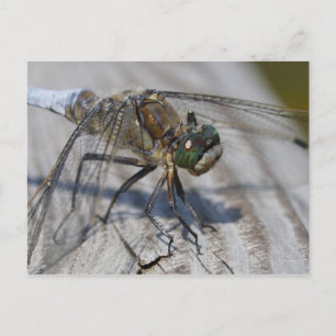 Black-tailed Skimmer Postcard