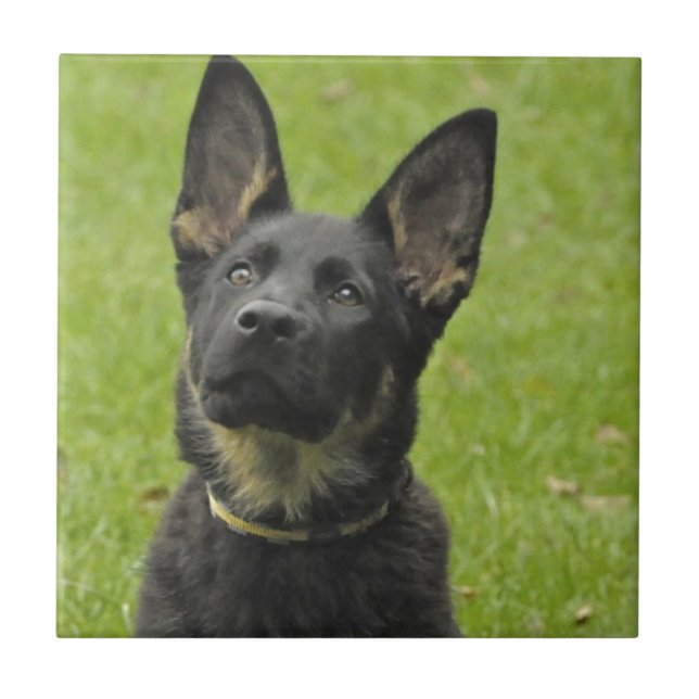 Black & Tan GSD Pup Tile (Front)