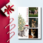 Black Tan White Corgi Christmas Tree Pet Dog Photo Holiday Card<br><div class="desc">This beautiful corgi themed Christmas card features a black, tan and white corgi wearing a Santa hat sitting in front of a lit Christmas tree. The greeting on the card reads "Merry Christmas" and can be personalised. Further personalise this holiday card with three photos of your pet dog, a signature...</div>