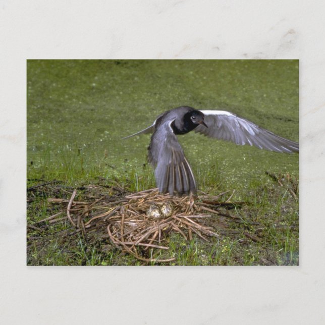 Black Tern flying over nest Postcard (Front)