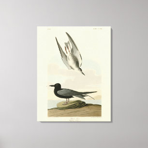 Black Tern from Audubon's Birds of America Canvas Print