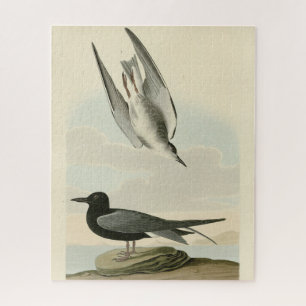 Black Tern from Audubon's Birds of America Jigsaw Puzzle