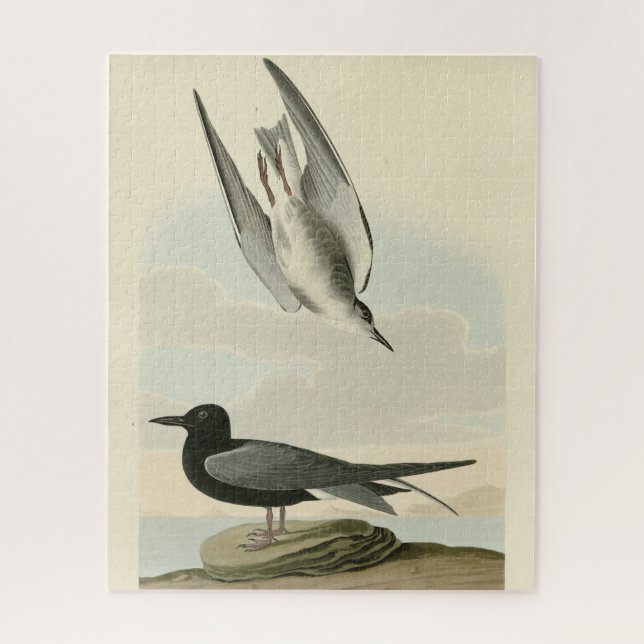 Black Tern from Audubon's Birds of America Jigsaw Puzzle (Vertical)