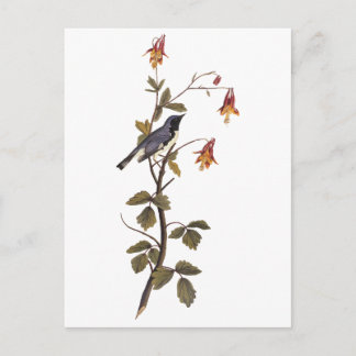 Black-Throated Blue Warbler Audubon Vintage Art Postcard