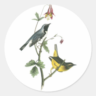 Black-throated Blue Warbler, John Audubon Classic Round Sticker