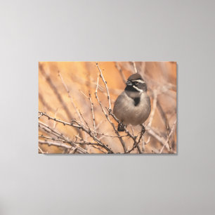 Black-throated Sparrow Canvas Print