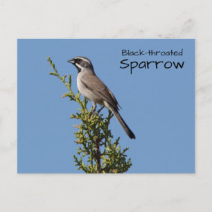 Black-throated Sparrow Postcard