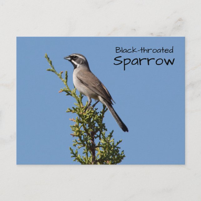 Black-throated Sparrow Postcard (Front)