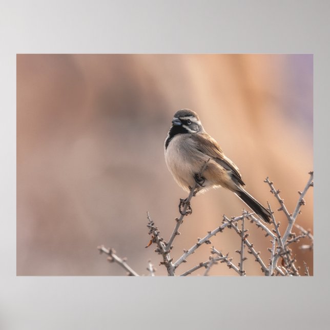 Black-throated Sparrow Poster (Front)