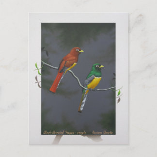 Black-throated Trogon - couple Postcard