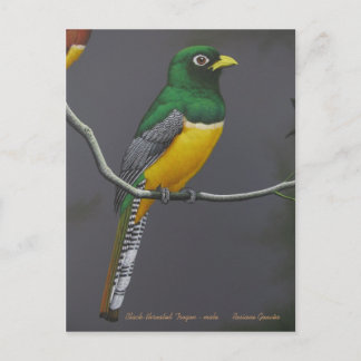 Black-throated Trogon - male Postcard