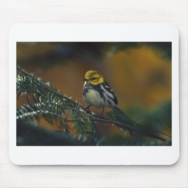 Black throated warbler mouse pad (Front)