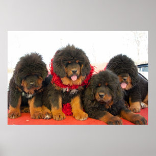 Black Tibetan Mastiff Poster