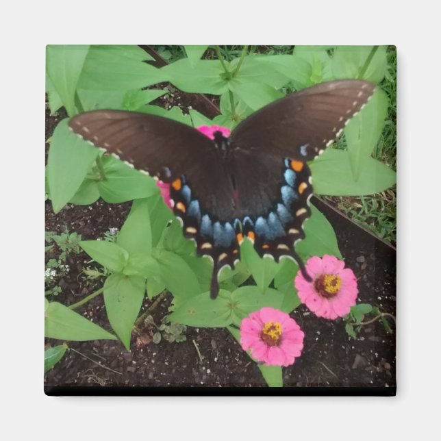Black Tiger Swallowtail Among Pink Flowers Magnet (Front)
