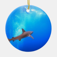 Black-tip reef shark swimming underwater