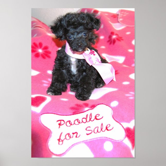 Black Toy Poodle puppy for sale Poster (Front)