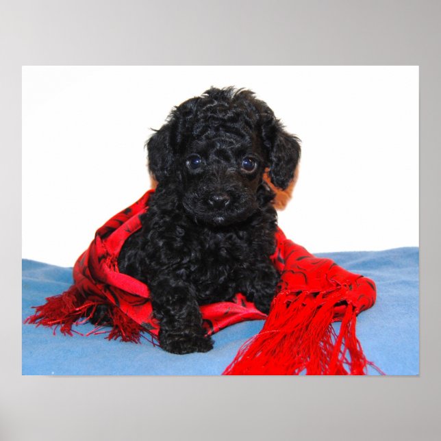 Black Toy Poodle puppy with red scarf Poster (Front)