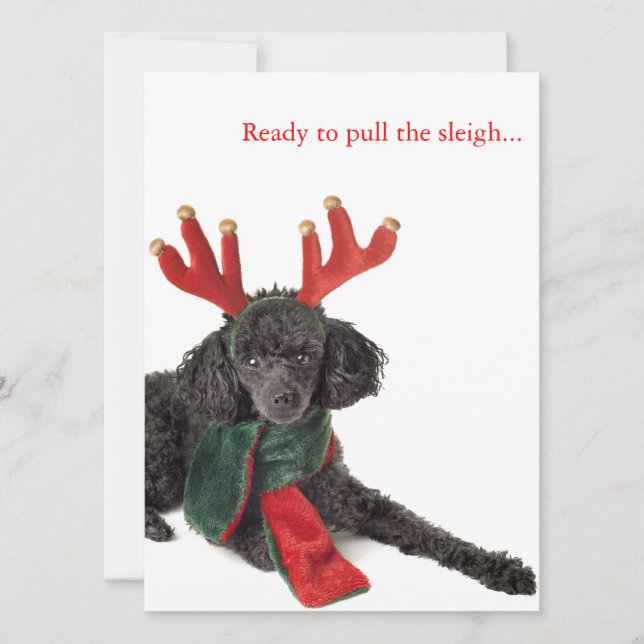Black toy poodle with reindeer antlers holiday card (Front)