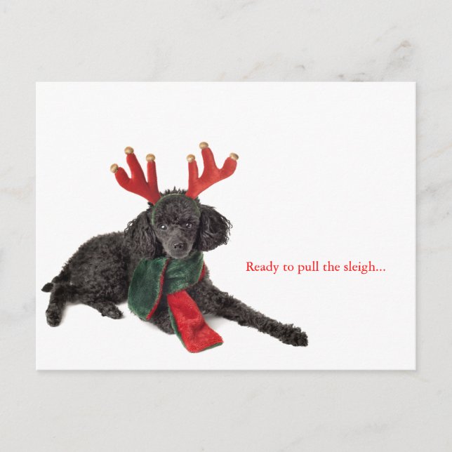 Black toy poodle with reindeer antlers holiday postcard (Front)