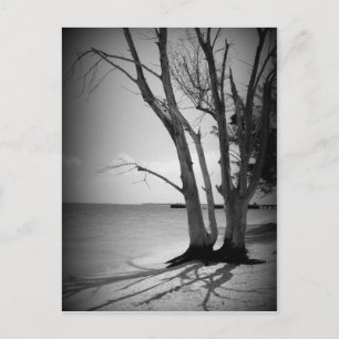 Black Tree by the Sea Postcard