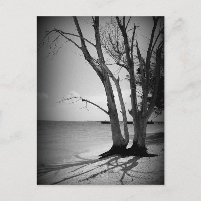Black Tree by the Sea Postcard (Front)
