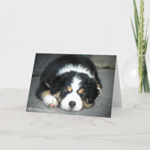 Black Tri Australian Shepherd Greeting Card