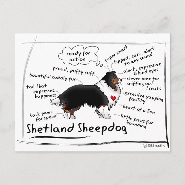 Black tri sheltie postcard (Front)