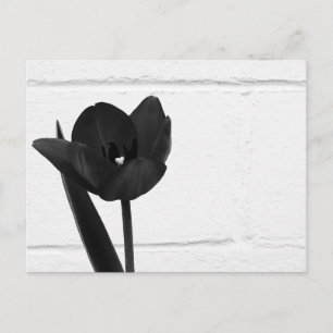 Black Tulip   Postcard