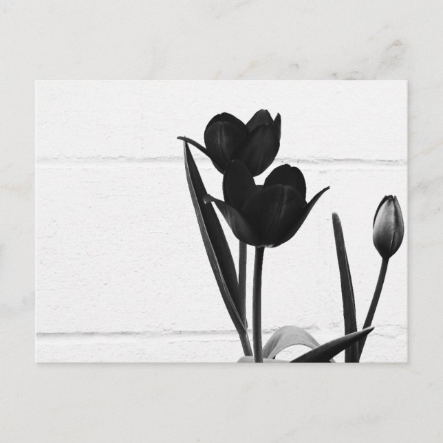 Black Tulips | Postcard (Front)