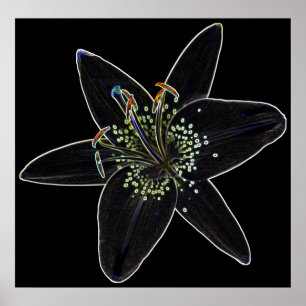 Black-Velvet Lily Poster