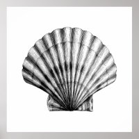 Black Vintage SeaShell Pilgrim Mussel Illustration