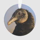 black vulture