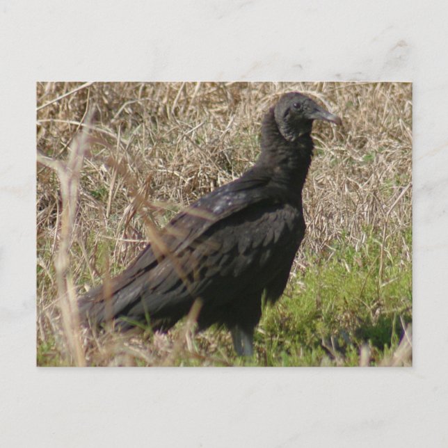 Black Vulture Photo Postcard (Front)