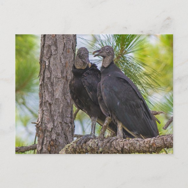 Black Vulture Postcard (Front)
